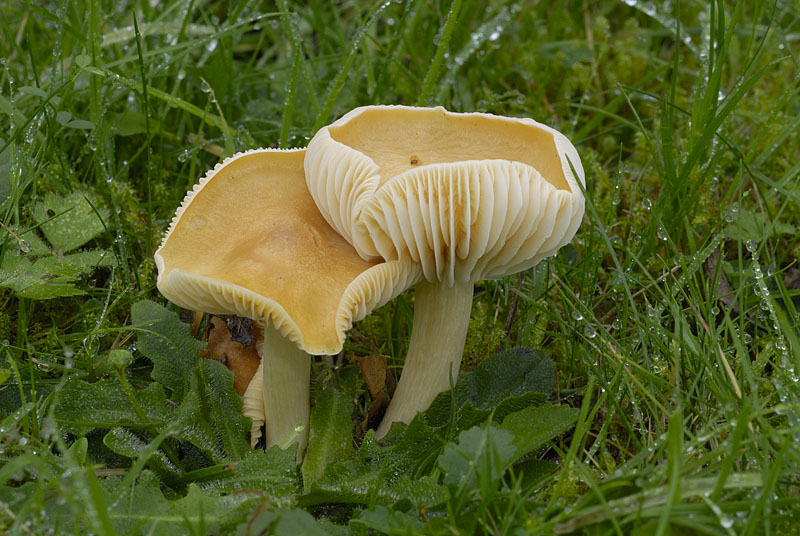 Cuphophyllus pratensis var. pratensis